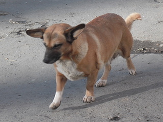 click for enlarge 1920 X 1440 780.1 Kb picture