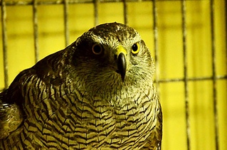 click for enlarge 1000 X 662 204.5 Kb picture