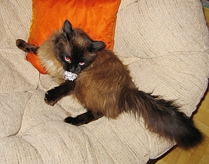 click for enlarge 700 X 550 209.9 Kb picture