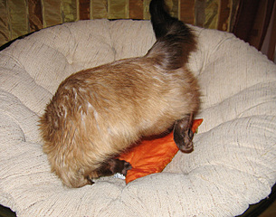 click for enlarge 700 X 550 189.5 Kb picture