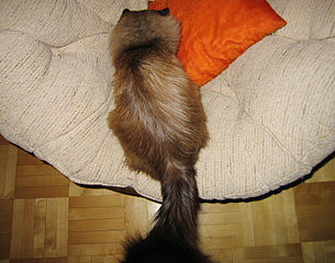 click for enlarge 700 X 550 185.6 Kb picture