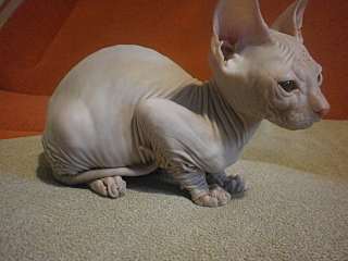 click for enlarge 1280 X 960 541.9 Kb picture