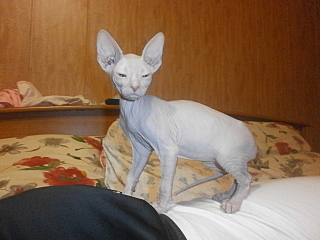 click for enlarge 1280 X 960 593.0 Kb picture