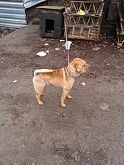 click for enlarge 453 X 604 91.9 Kb picture