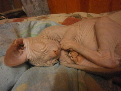 click for enlarge 1280 X 960 574.6 Kb picture