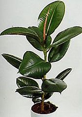click for enlarge 175 X 250  10.3 Kb picture