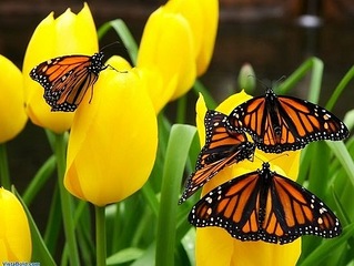 click for enlarge 550 X 413 61.3 Kb picture