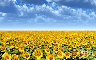 click for enlarge 600 X 375 53.1 Kb picture