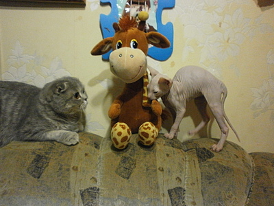 click for enlarge 1920 X 1440 892.0 Kb picture