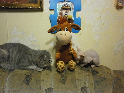 click for enlarge 1920 X 1440 945.4 Kb picture