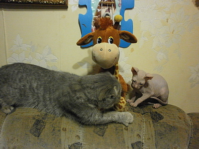 click for enlarge 1920 X 1440 919.4 Kb picture