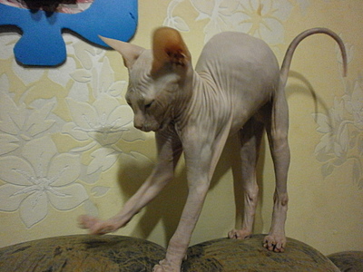 click for enlarge 1920 X 1440 856.8 Kb picture