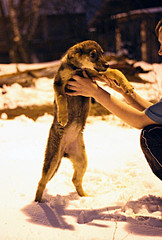 click for enlarge 1647 X 2434 359.8 Kb picture