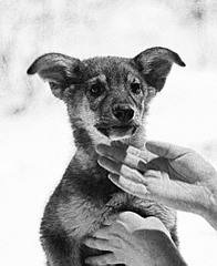 click for enlarge 895 X 1094 156.6 Kb picture