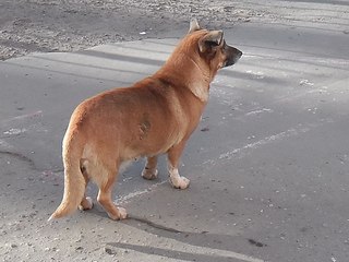 click for enlarge 1248 X 936 187.5 Kb picture