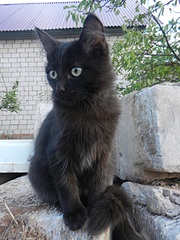 click for enlarge 1000 X 1333 453.7 Kb picture