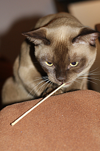 click for enlarge 855 X 1283 878.3 Kb picture