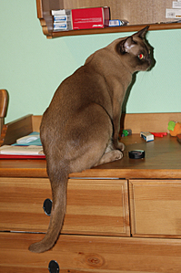 click for enlarge 855 X 1283 826.3 Kb picture