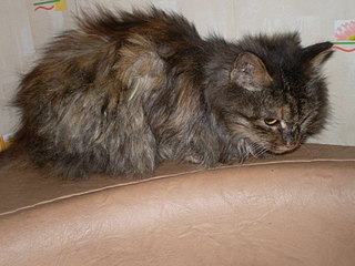 click for enlarge 1920 X 1440 594.9 Kb picture