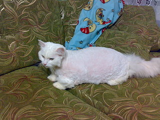 click for enlarge 1920 X 1440 581.7 Kb picture