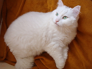 click for enlarge 1920 X 1440 837.3 Kb picture