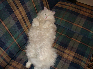 click for enlarge 1920 X 1440 242.5 Kb picture