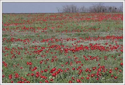 click for enlarge 724 X 491 82.4 Kb picture