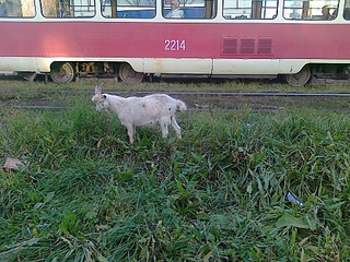 click for enlarge 1920 X 1440 419.5 Kb picture