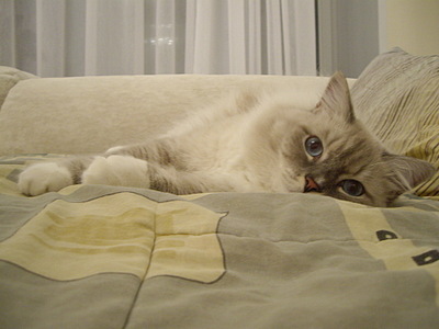 click for enlarge 1920 X 1440 543.1 Kb picture