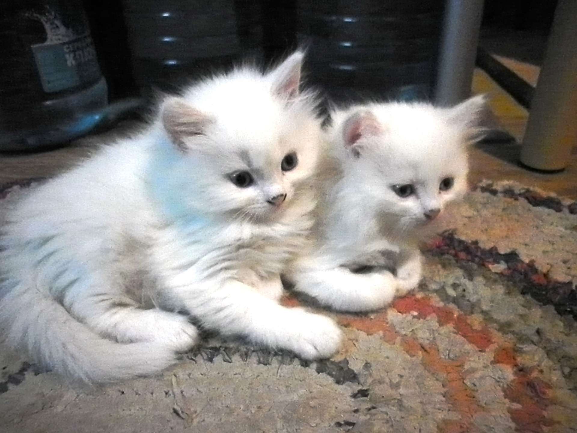 Котята ижевск в добрые. Белый пушистый котенок. Отдам белого котенка. Ташкентские кошки. Пушистый белый котенок отдам.