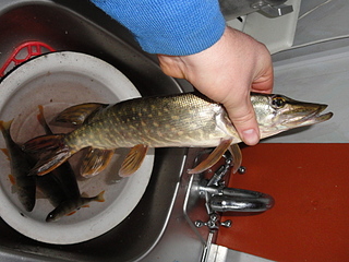 click for enlarge 1920 X 1440 202.7 Kb picture