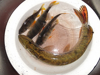 click for enlarge 1920 X 1440 251.6 Kb picture