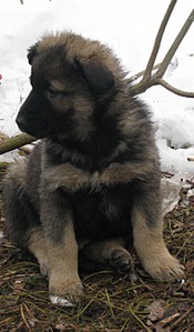 click for enlarge 762 X 1301 205.5 Kb picture