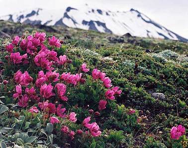 click for enlarge 600 X 475 59.8 Kb picture