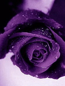 click for enlarge 240 X 320 25.7 Kb picture