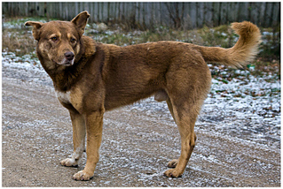 click for enlarge 745 X 500 298.9 Kb picture