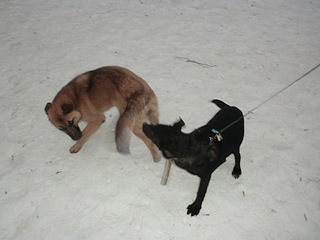 click for enlarge 1920 X 1440 390.7 Kb picture