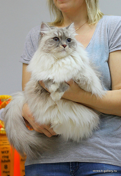 click for enlarge 511 X 740 120.2 Kb picture
