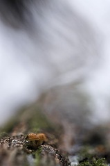 click for enlarge 531 X 800  51.6 Kb picture