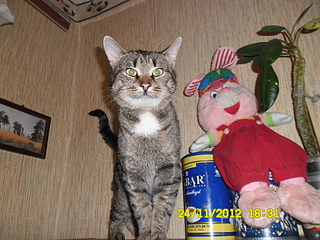 click for enlarge 1920 X 1440 293.4 Kb picture