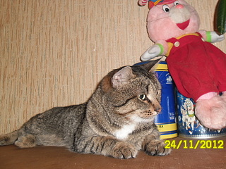 click for enlarge 1920 X 1440 855.1 Kb picture