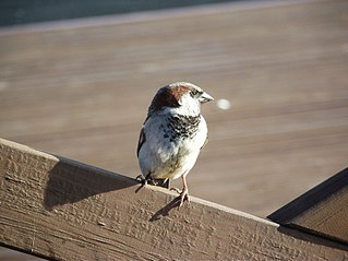 click for enlarge 807 X 605 84.7 Kb picture