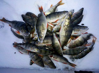 click for enlarge 1920 X 1434 620.7 Kb picture