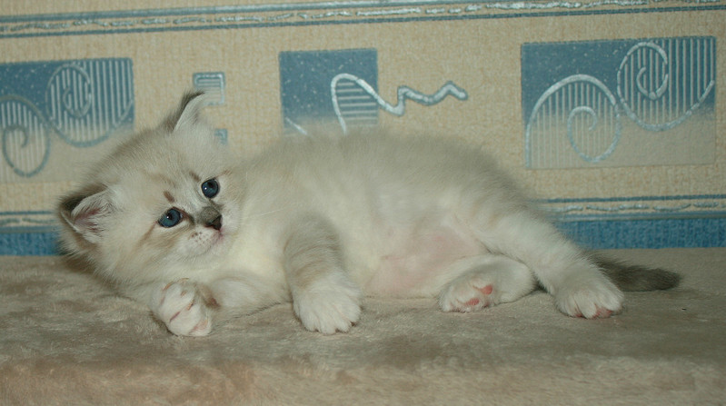 click for enlarge 1430 X 800 240.1 Kb picture