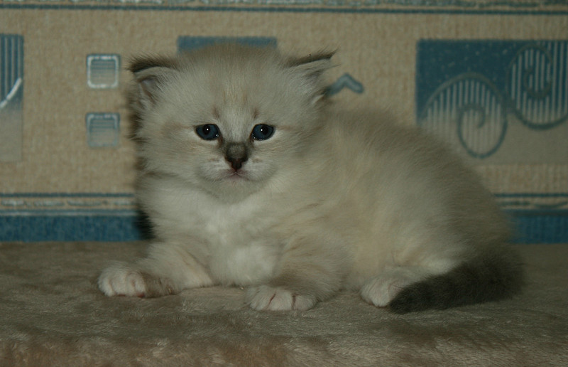 click for enlarge 1240 X 800 169.8 Kb picture