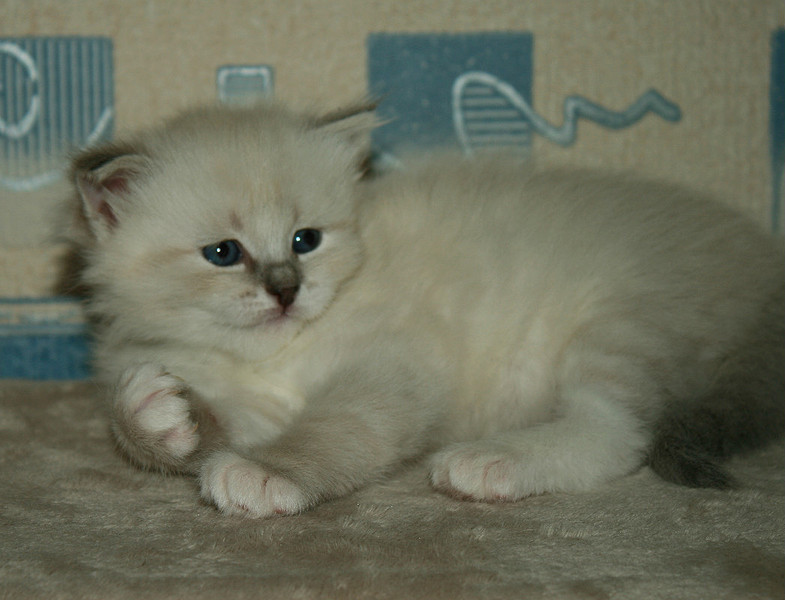 click for enlarge 1047 X 800 138.1 Kb picture