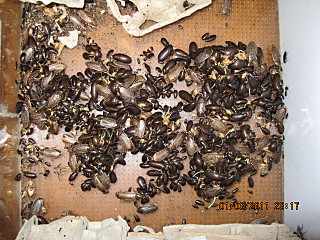 click for enlarge 640 X 480 182.7 Kb picture