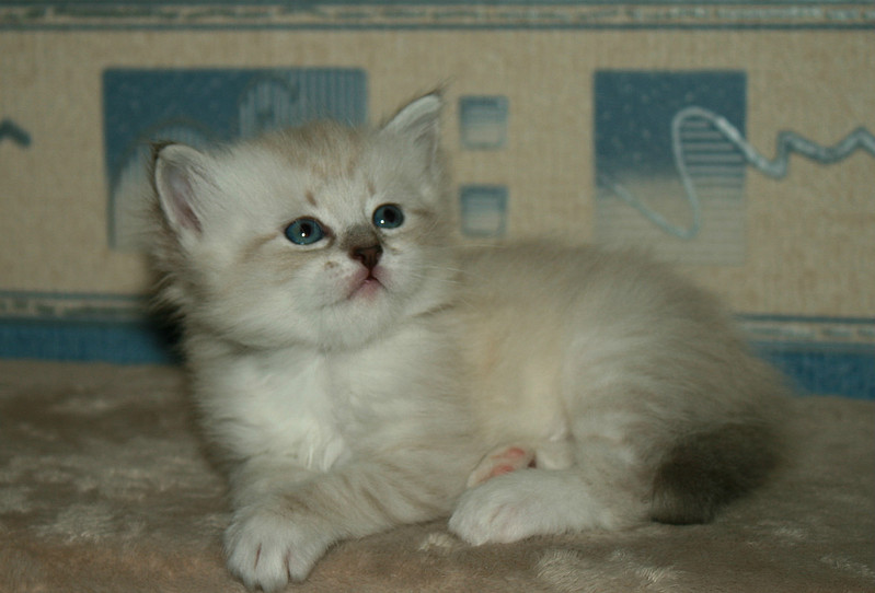 click for enlarge 1179 X 800 143.9 Kb picture