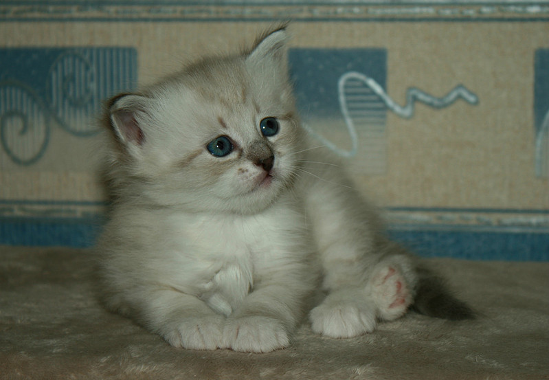 click for enlarge 1156 X 800 150.8 Kb picture