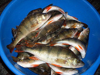 click for enlarge 1920 X 1440 745.7 Kb picture